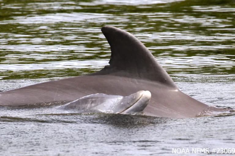 Los delfines separan sus áreas de caza y socialización, revela un estudio