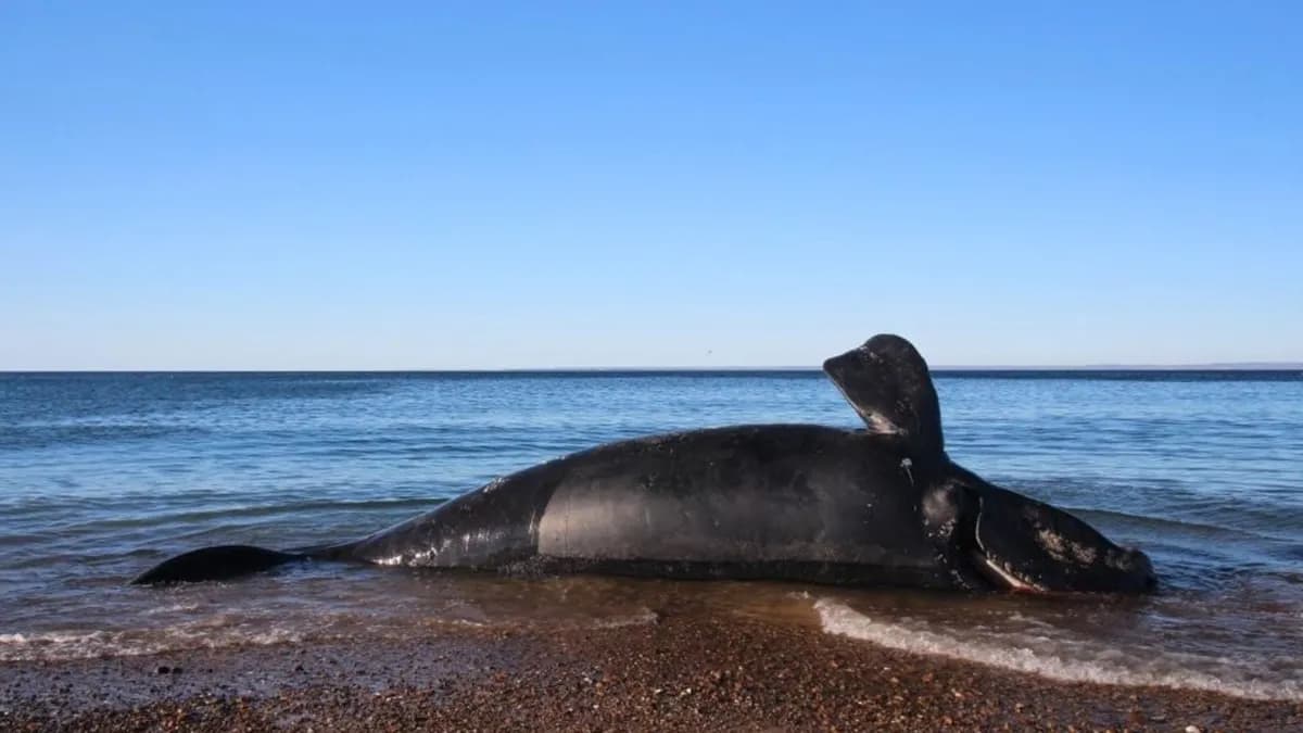 Científicos investigan la misteriosa muerte de cientos de crías de ballena en Patagonia