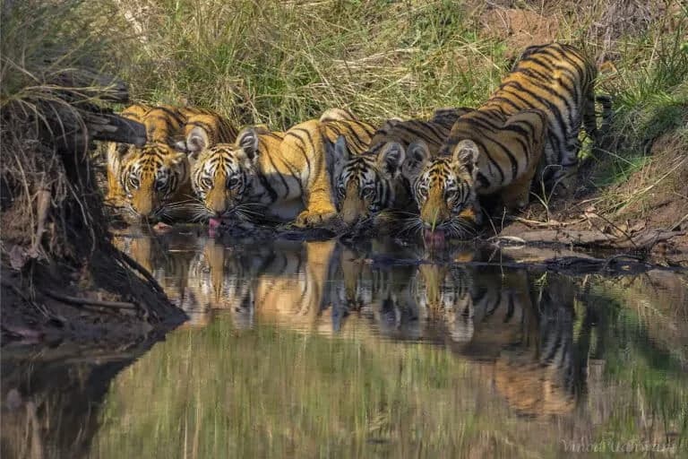 Los países inician la primera negociación para un protocolo internacional contra el crimen ambiental