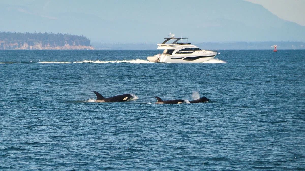 Una teoría psicológica sobre el comportamiento de las orcas al atacar barcos