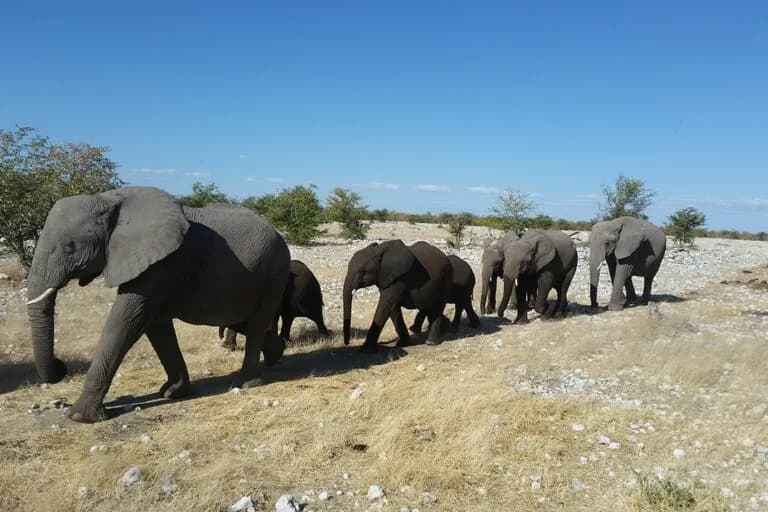 Las poblaciones de vida silvestre en África han disminuido un 80% desde 1970
