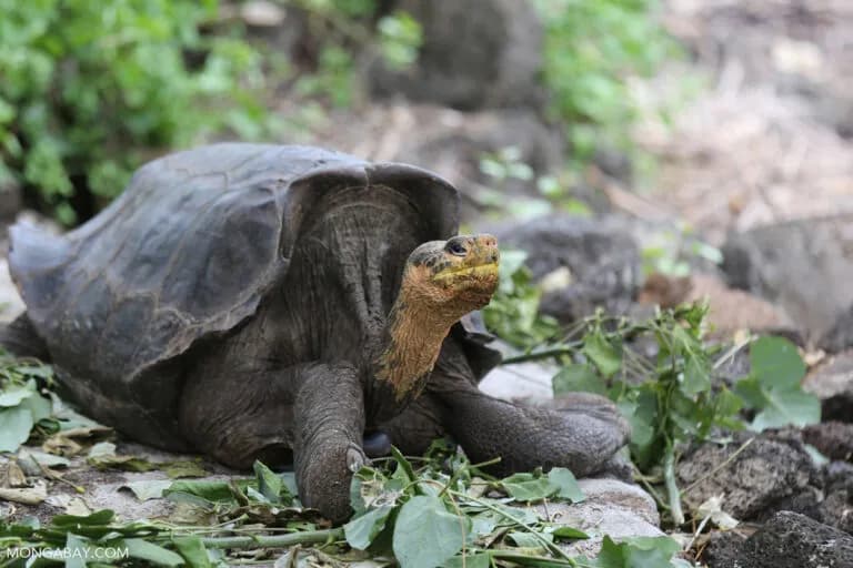 Nuevo Atlas de Galápagos revela la biodiversidad y sus misterios