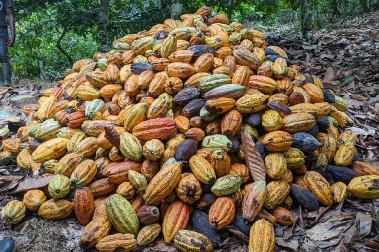 Lluvias intensas afectan la producción de cacao en Ghana