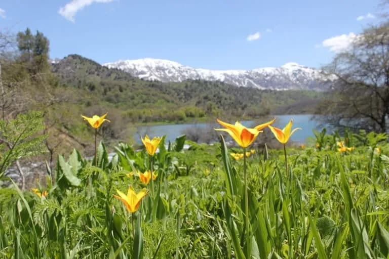 Las tulipanes silvestres de Asia Central están en peligro de extinción
