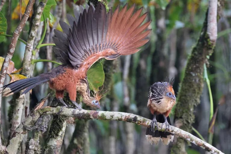 La deforestación en la Amazonía brasileña alcanza un mínimo histórico