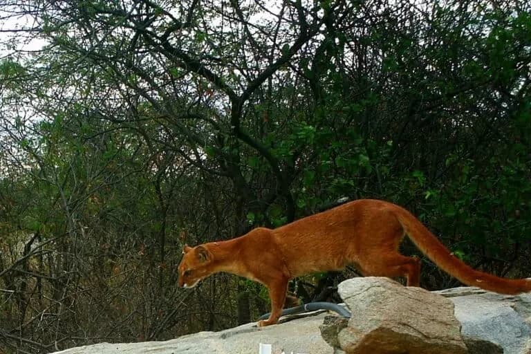 El jaguarundi: de común a amenazado en la lista roja