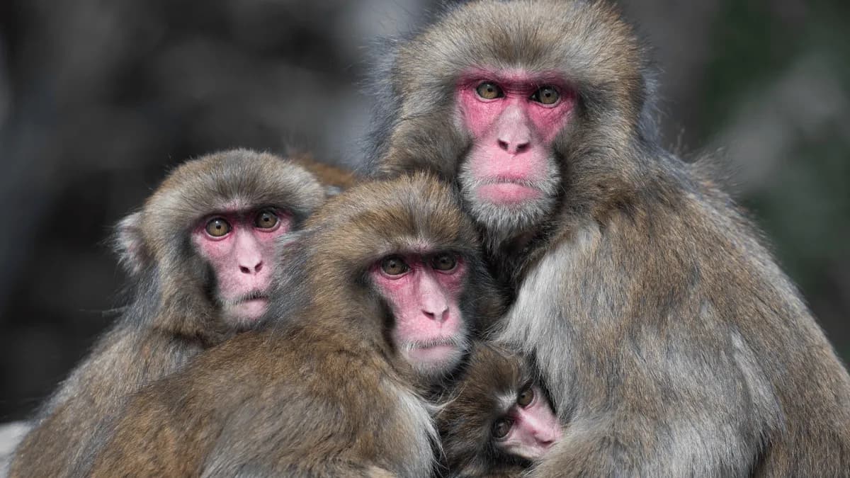 Los macacos evitan la comida contaminada tras brotes virales