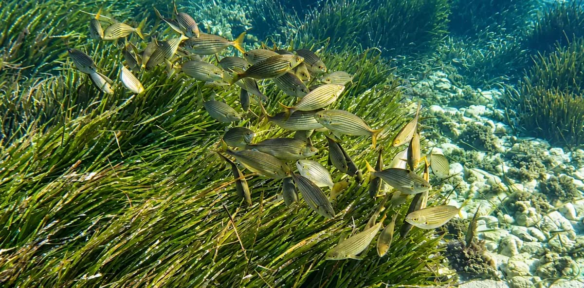 La biodiversidad del Mediterráneo en Cabo de Gata