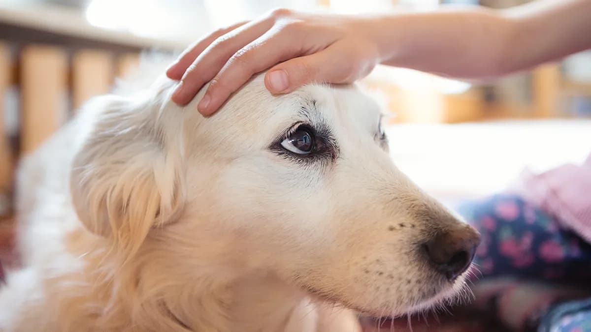 La importancia del contacto físico con tu perro para reducir el estrés